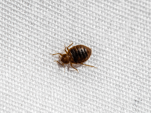 bedbug.png